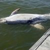 Dead Dolphin Discovered Near Chelsea Piers